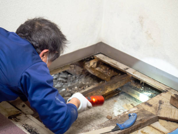 Best White Mold Remediation in Mechanicsville, MD