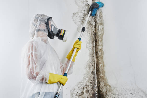 Best Industrial Mold Remediation in Mechanicsville, MD