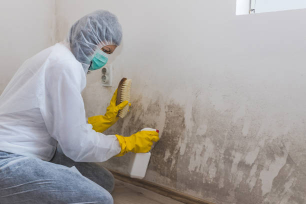 Best Attic Mold Remediation in Mechanicsville, MD
