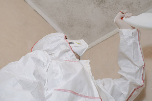 Best Commercial Mold Remediation in Mechanicsville, MD