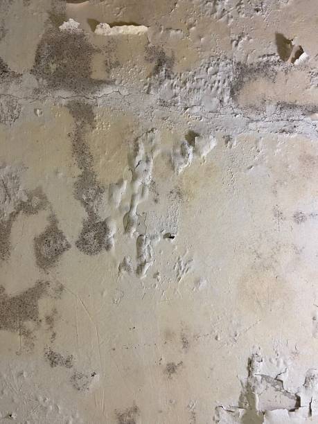 Best Emergency Mold Remediation in Mechanicsville, MD