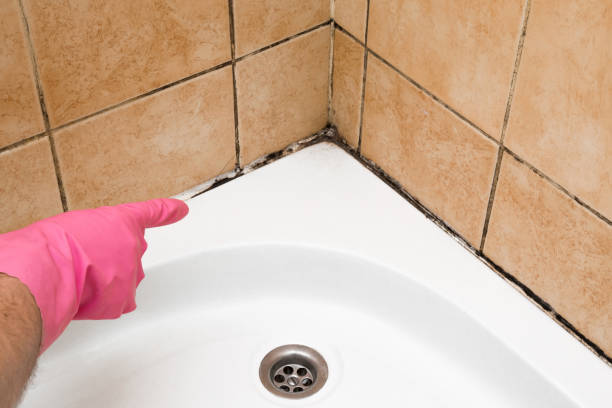 Best DIY Mold Remediation Support Services in Mechanicsville, MD