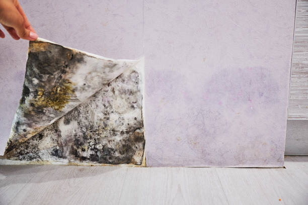 Best DIY Mold Remediation Support Services in Mechanicsville, MD